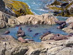 Ohau Point Fur Seal Colony
