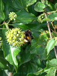Bumblebee in the garden of Bon Accord