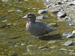 Whio (“blue duck” – Hymenolaimus malacorhynchos) wading in the Clinton River