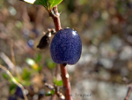 Tiny blue berries growing on a shrub in the river bed – unidentified