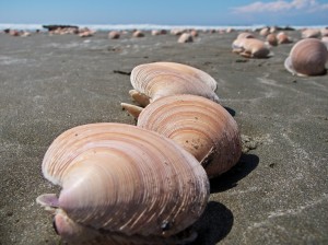 Ohope Sea Shells
