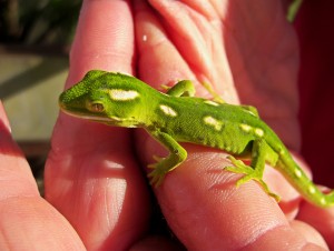 Auckland Green Gecko