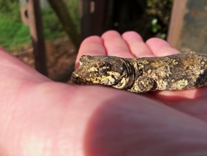 Pacific Gecko